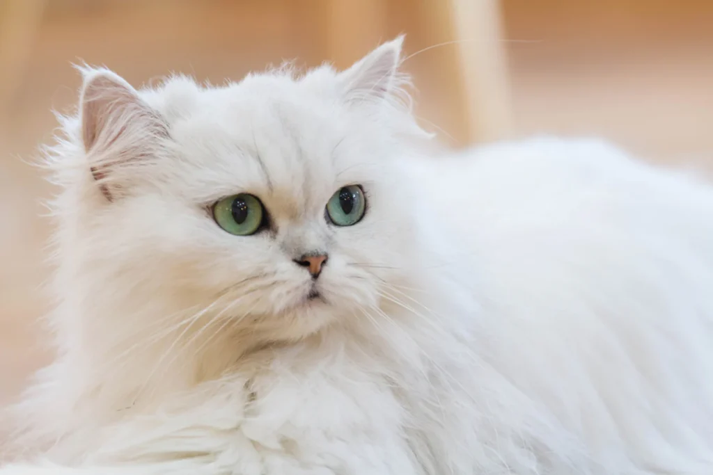 Owning a Persian Cat