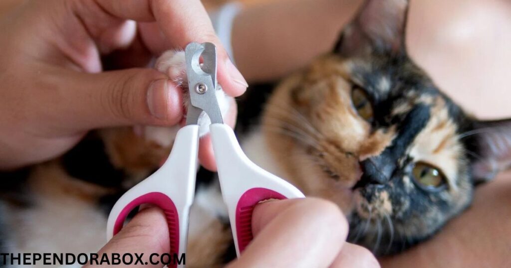 cat nail trim