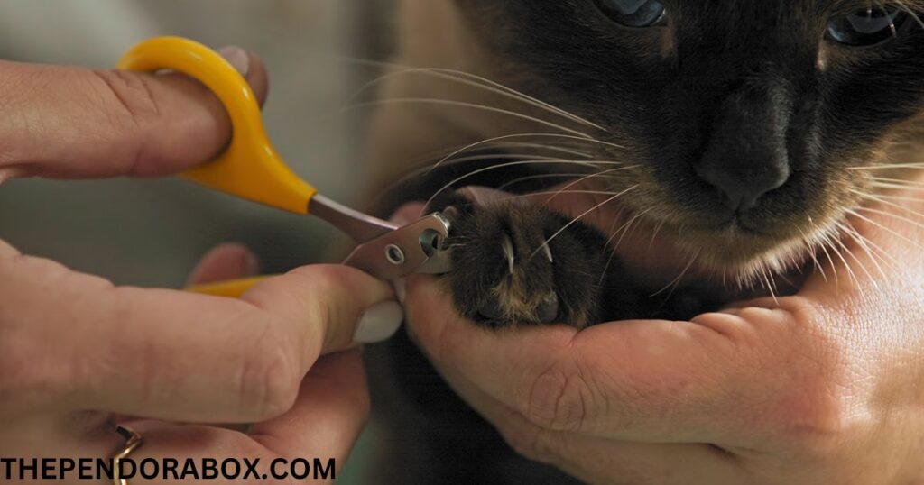 cat nail trim