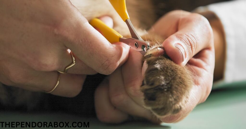 cat nail trim