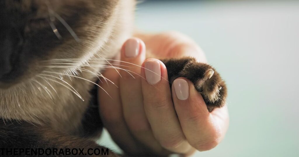 cat nail trim