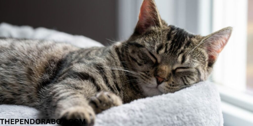 Discover 7 Reasons Why Cats Sleep So Much