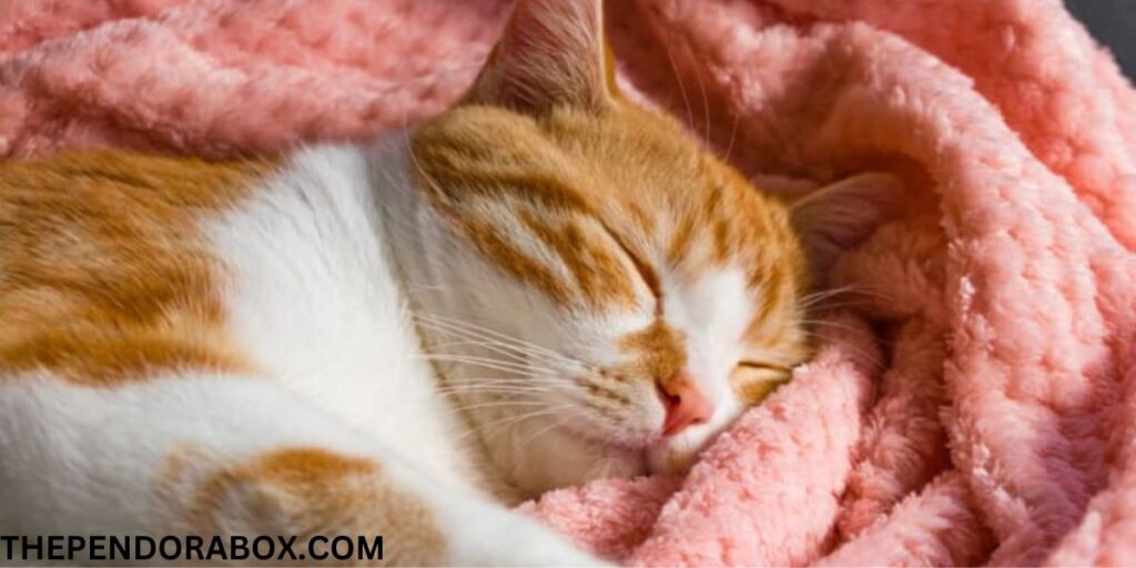 Discover 7 Reasons Why Cats Sleep So Much