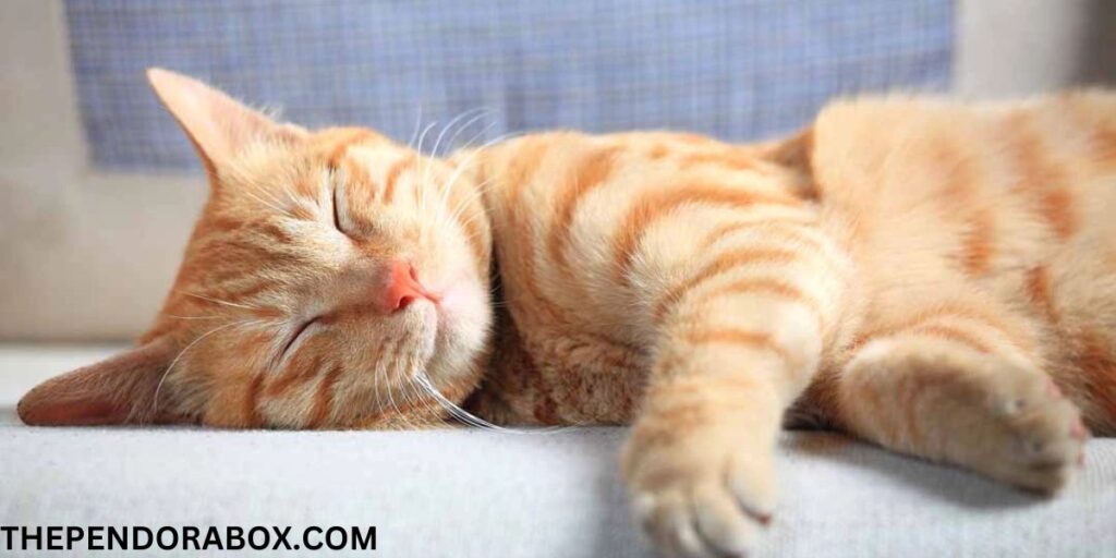 Discover 7 Reasons Why Cats Sleep So Much