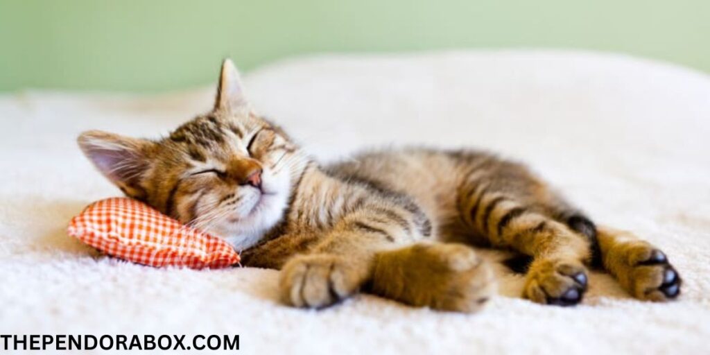 Discover 7 Reasons Why Cats Sleep So Much