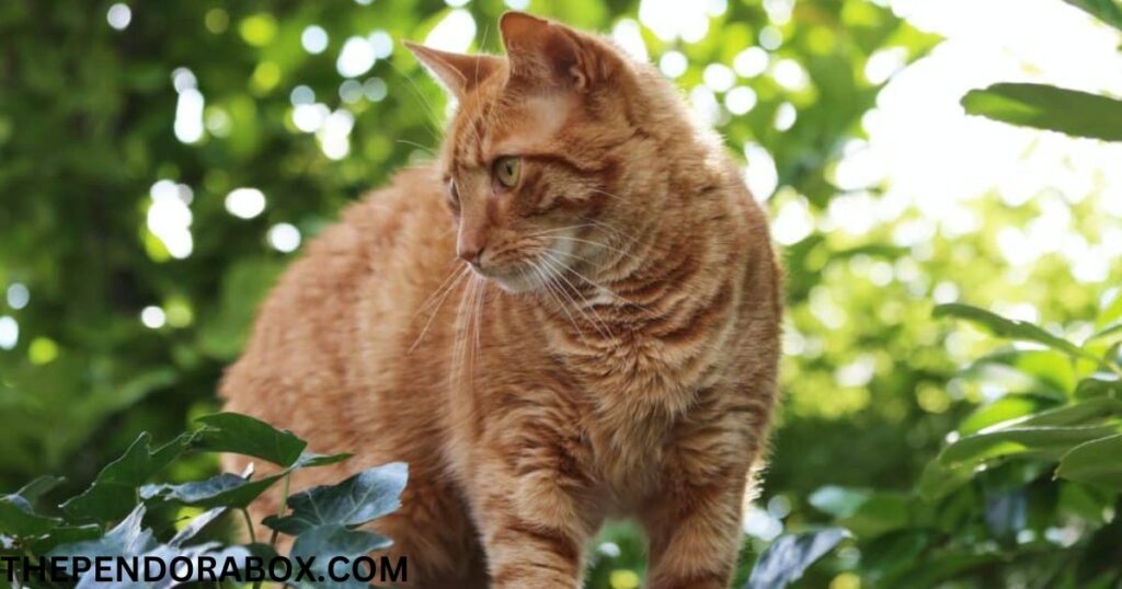 111+ Best Cat Names for Pet Parents