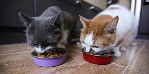 Wet or Dry Cat Food